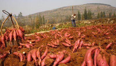 红薯怎么栽产量高一点 老农教你4招红薯个大产量高