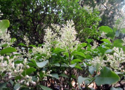 黄杨花期时间 黄杨花期是什么时候