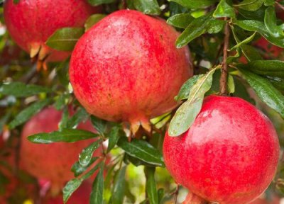 石榴树需要剪枝吗 怎么剪才能结果的多