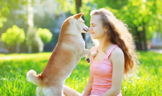 柴犬的优缺点 秋田犬的优缺点