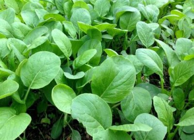 背阴生长的蔬菜 背阴地方适合种什么蔬菜