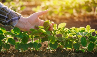 花园阳台种什么菜 花园阳台种哪些菜