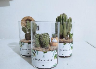 多肉怕晒太阳吗 属于喜欢晒太阳植物吗