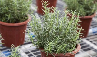 迷迭香养殖技巧 迷迭香盆栽养殖注意