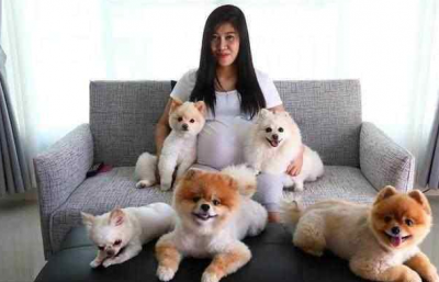 为什么说博美随时会死掉 你知道博美犬最容易得什么疾病吗