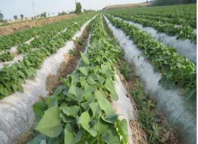 红薯起垄栽培有哪些好处 起垄种植有利于红薯生长的原因