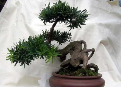 罗汉松品种 罗汉松哪个品种好