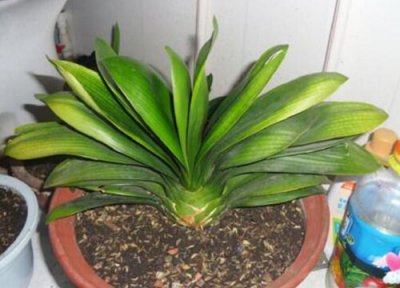 君子兰侧面长芽 君子兰的侧芽长到什么程度才可以移栽