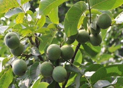 核桃树适合种在院子里吗 栽在院子什么位置好 风水讲究