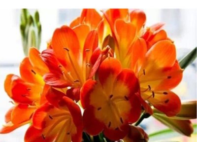 君子兰根基不稳怎么办 君子兰根系细弱难开花怎么解决