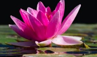 客厅摆放睡莲好不好 客厅摆放睡莲行不行