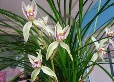 买的兰花叶片脱水怎么办 兰花叶片脱水严重还能救活吗