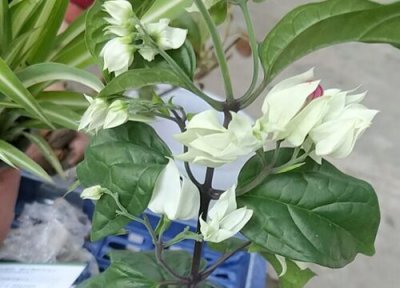 龙吐珠花有毒吗 龙吐珠花是否有毒