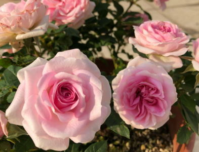 火灵鸟月季优点 火灵鸟月季的优缺点