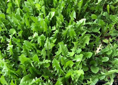 九月份适合种植什么蔬菜 适合9月栽种蔬菜品种