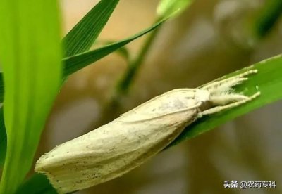 水稻钻心虫用什么药防治 稻田钻心虫农药配方死虫快效果好
