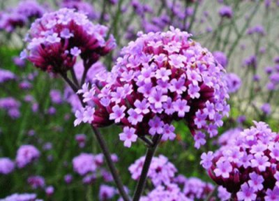 马鞭草花语 马鞭草的花语和寓意