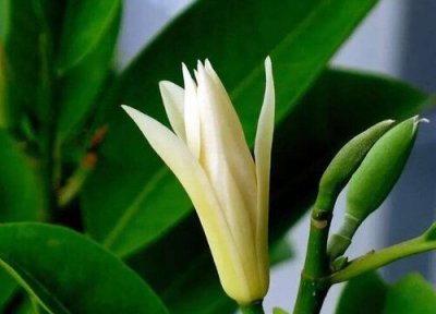 白兰一年开花次数 白兰一年开几次花