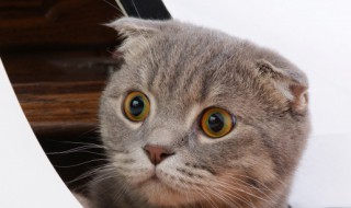 小猫拉肚子怎么办 如何科学地预防和缓解猫咪拉稀