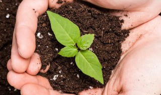 黄葛树苗怎么养才长得好 黄葛树苗如何养才长得好