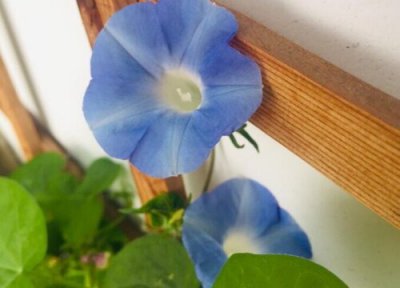 喇叭花什么颜色好看 喇叭花的形状与颜色特点 4种颜色