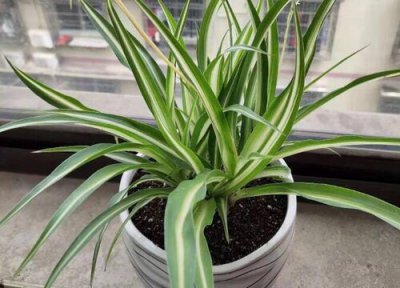 用什么方法可以使吊兰叶子更绿 如何养得又绿又壮又茂盛