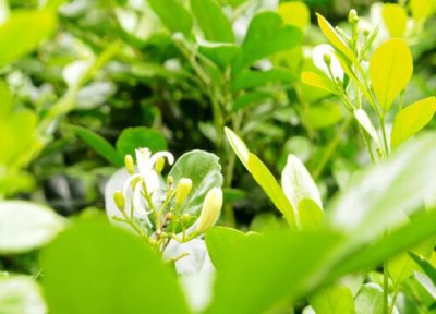 米兰冬季养护方法 冬季怎么养护米兰安全过冬