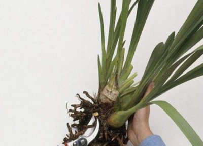 盆栽换盆需要修根吗 盆栽花卉换盆时如何修根