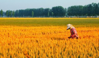 保存新鲜的水稻种子 水稻种子的储存方法