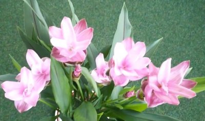 姜荷花叶子发黄怎么回事 姜荷花叶子有黄斑枯萎的原因