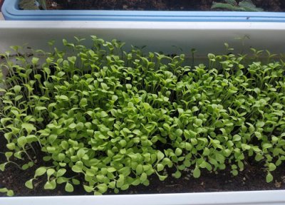 生菜烂根是什么原因 生菜苗根部腐烂处理方法