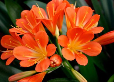 君子兰开花需要注意什么 要想君子兰开花需要谨记的养护要诀