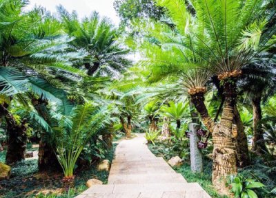 铁树移栽时间 铁树什么时候移栽最合适