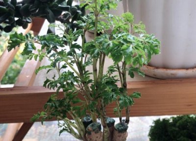 福路桐能浇啤酒水吗 福禄桐可以浇啤酒吗