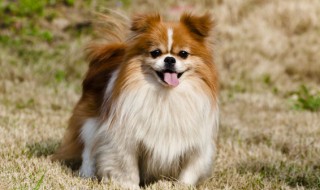 狗狗可以吃火腿吗 狗能吃火腿吗