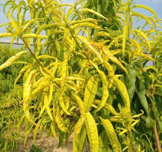 果树能用硫酸亚铁吗 硫酸亚铁对果树黄叶有作用吗