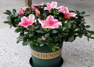 杜鹃花干叶落叶什么原因 杜鹃花叶子发干枯落怎么处理