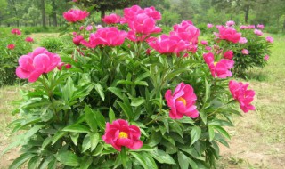 芍药牡丹冬天怎么浇水 芍药牡丹冬天如何浇水