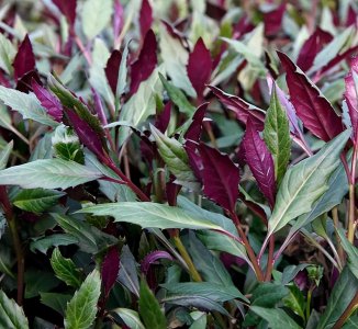 红凤菜是什么菜做的 传统山野菜红凤菜长什么样子