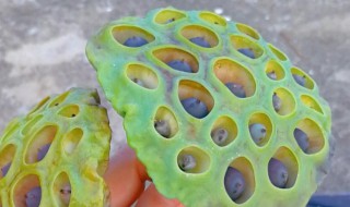 减肥可以吃莲蓬吗 减肥期间能不能吃莲蓬呢