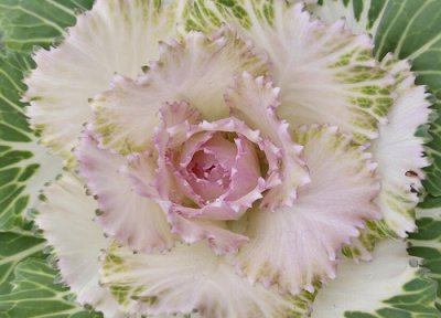 甘蓝生长周期 甘蓝打什么药好