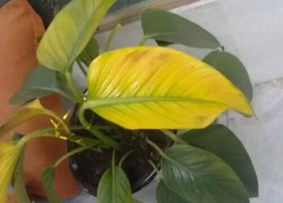 花叶有些萎了 怎么办 花卉叶子萎焉原因及处理方法