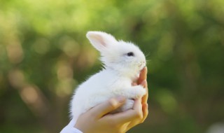 龙猫和兔子能一起养吗 龙猫和兔子能不能混养