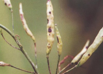 油菜炭疽病发病原因 油菜炭疽病的发病原因及治疗方法