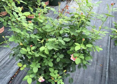 月季叶子病害表现 月季叶片感染病虫害如何防治