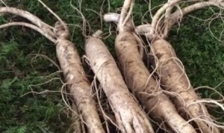 吉林红参怎么吃 新鲜吉林参的正确吃法