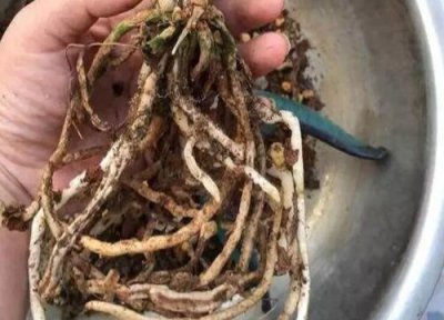兰草怎么修根 兰草需要修根吗