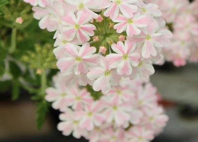 秋播花卉品种 春播花卉有哪些品种