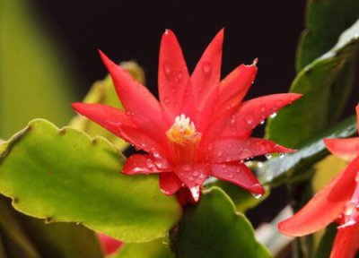 昙花养在家里好吗 昙花养在家里好不好