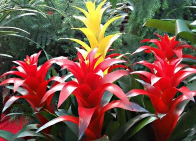 菠萝什么时候开花 开花时间